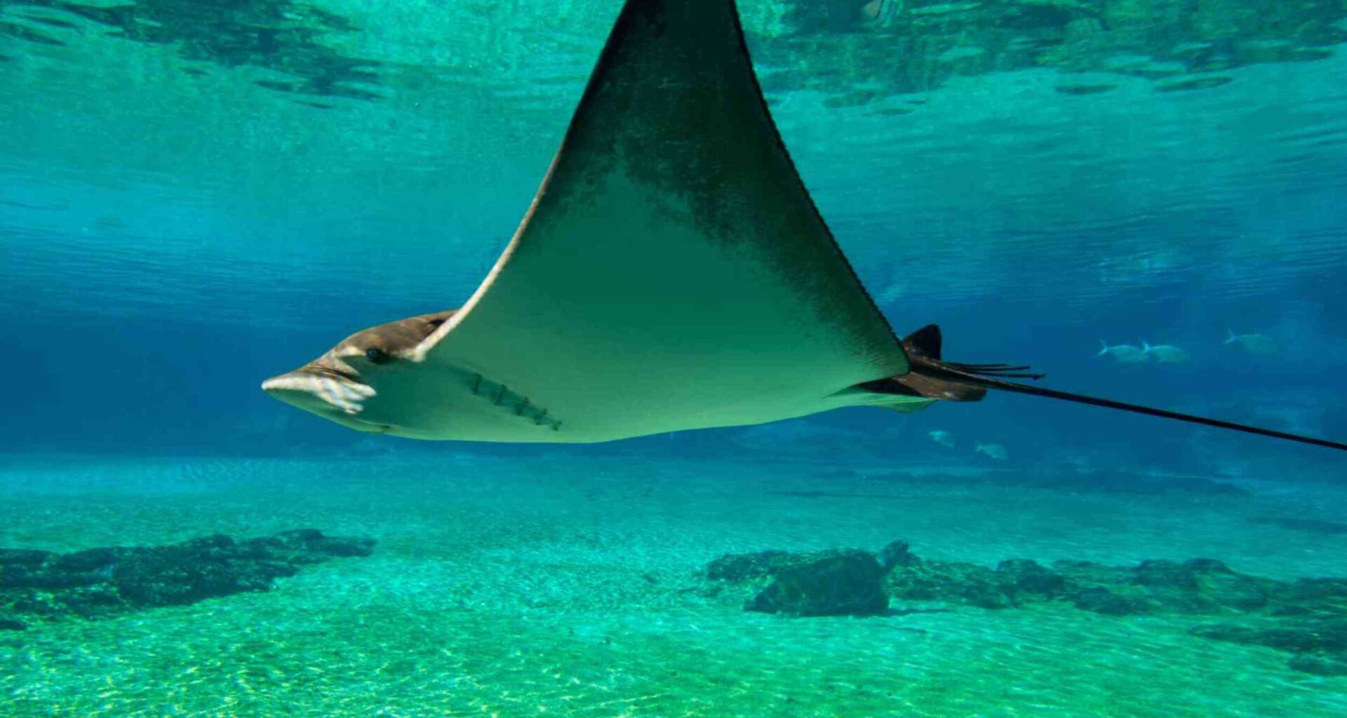 Satellite tags reveal manta rays stay in one place until ocean conditions drive them deeper
