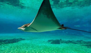 Satellite tags reveal manta rays stay in one place until ocean conditions drive them deeper
