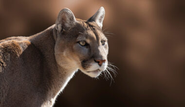 Development Sprawl Is Cutting Off Mountain Lion Habitat
