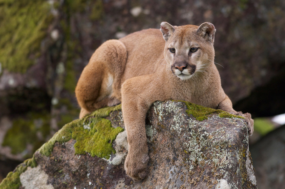 Mountain lion resting on a large moss-covered rock, one front leg hanging over the edge in a rugged natural setting.