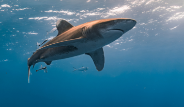 A Greenland shark studied in 2016 was estimated to be nearly 400 years old, meaning it may have been born around the time Shakespeare’s era was ending — and, astonishingly, would not have reached sexual maturity for more than another century.