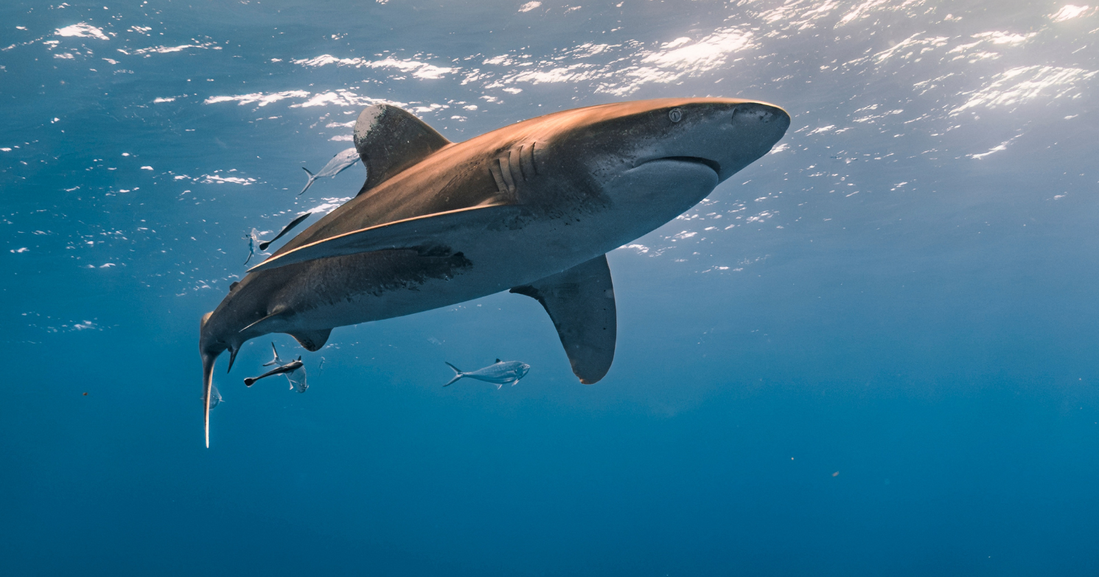 A Greenland shark studied in 2016 was estimated to be nearly 400 years old, meaning it may have been born around the time Shakespeare’s era was ending — and, astonishingly, would not have reached sexual maturity for more than another century.