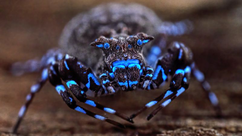 Fluorescent spider and armored cricket among incredible discoveries in Angola
