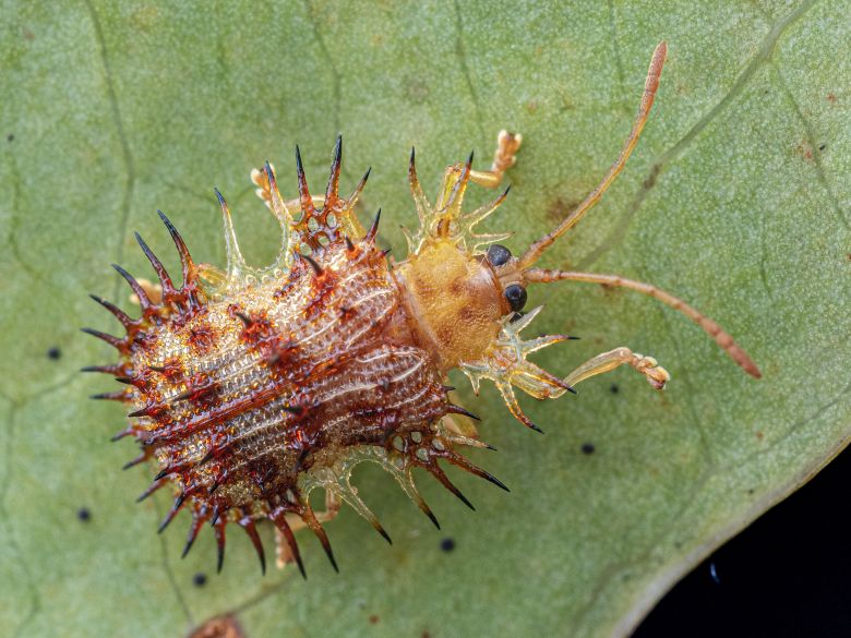 A spiny leaf beetle documented in Angola.