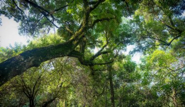 Small Canadian Town Recognises Trees As Living Beings With Rights