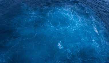 The ocean produces roughly half of Earth’s oxygen — not the rainforest, which uses up most of what it makes — through photosynthesis by phytoplankton, microscopic marine organisms so abundant that a single teaspoon of seawater can contain as many as a million of them.