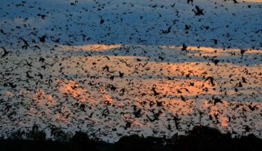 The world's largest mammal migration that few travellers ever see - BBC