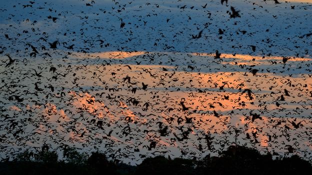 The world's largest mammal migration that few travellers ever see - BBC