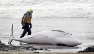 'On shore, their weight becomes lethal': Why it's so hard to help a stranded whale