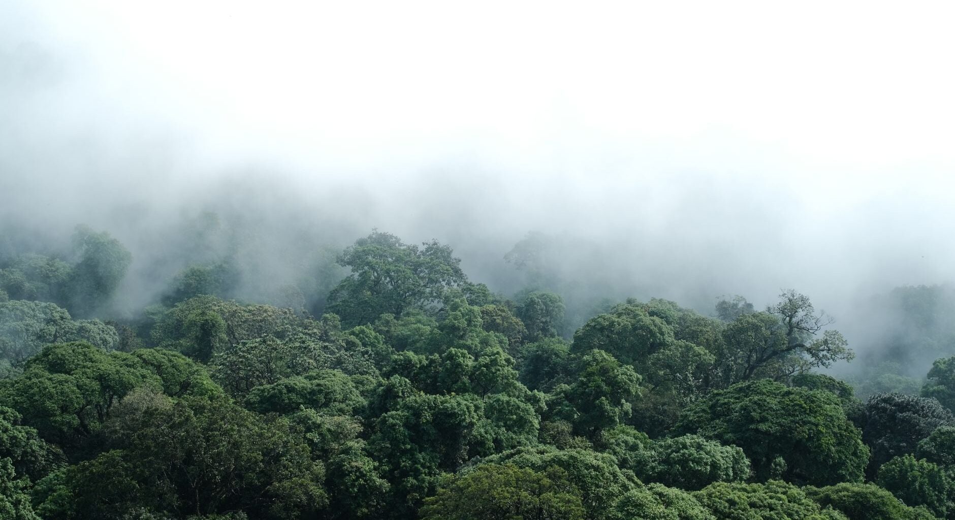 Two marsupial species once known to science only from fossils, and thought lost for more than 6,000 years, have been confirmed alive in the rainforests of New Guinea’s Vogelkop Peninsula — a discovery made possible by old museum specimens, rare field photographs, fossil fragments and the knowledge of Indigenous Tambrauw and Maybrat elders.