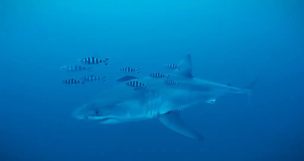 The great white shark documented in the Strait of Sicily (Photo: Derk Remmers/Healthy Seas/SDSS/Ghost Diving) העמלץ הלבן שתועד במצר סיציליה