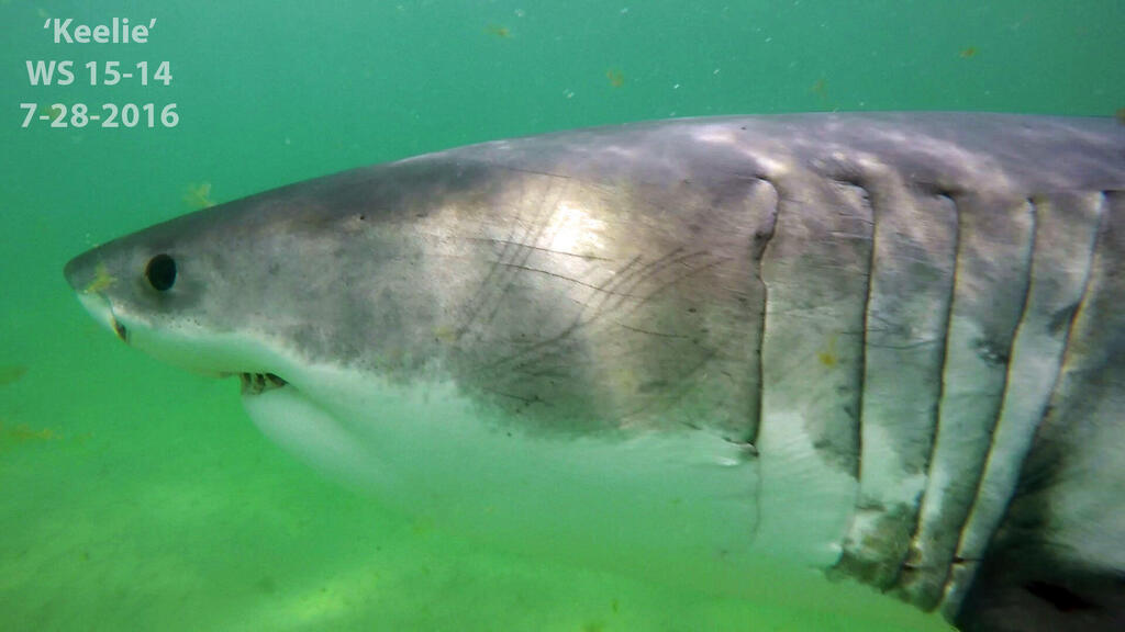 Close-up footage of a great white shark (Photo: Greg Skomal/Massachusetts Division of Marine Fisheries/AP) תיעוד קרוב של עמלץ לבן