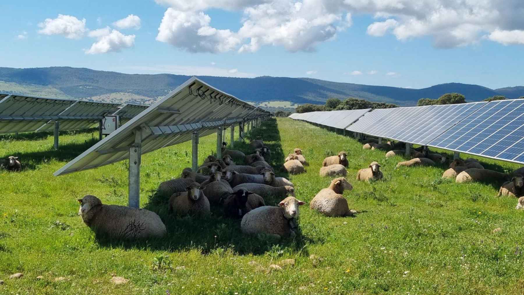 Sheep graze beneath solar panels in a green field surrounded by hills.