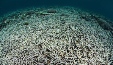 Ocean Acidification
