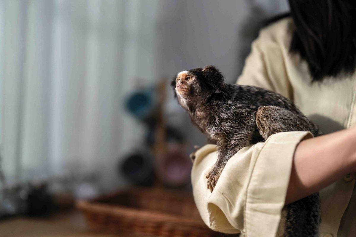 Marmoset monkey