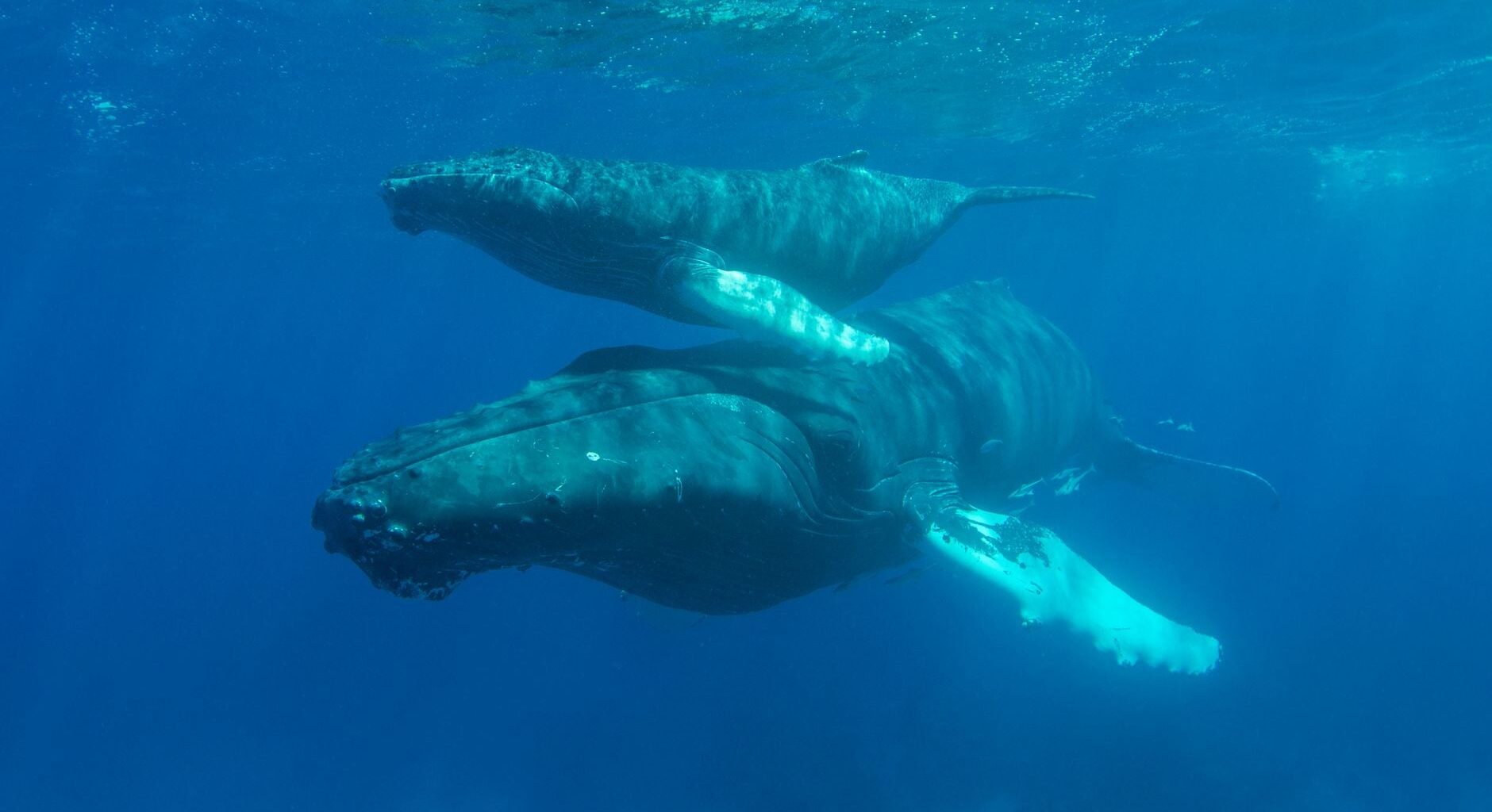We assumed humpback whales had to reach warm tropical waters before giving birth, but a 2025 UNSW-led study found newborn calves as far south as Tasmania — around 1,500 kilometres beyond the accepted calving zone — suggesting some mothers give birth mid-migration and keep swimming north with their calves.