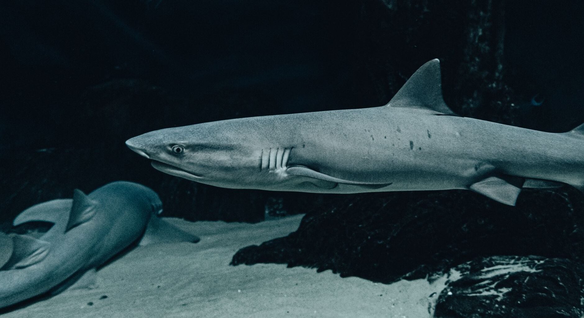 Sharks are roughly 450 million years old — older than trees, older than forests, older than the first broad leaves. When they first appeared, life on land was still mostly low, simple mats of early plants, and nothing had yet learned how to grow into a forest.