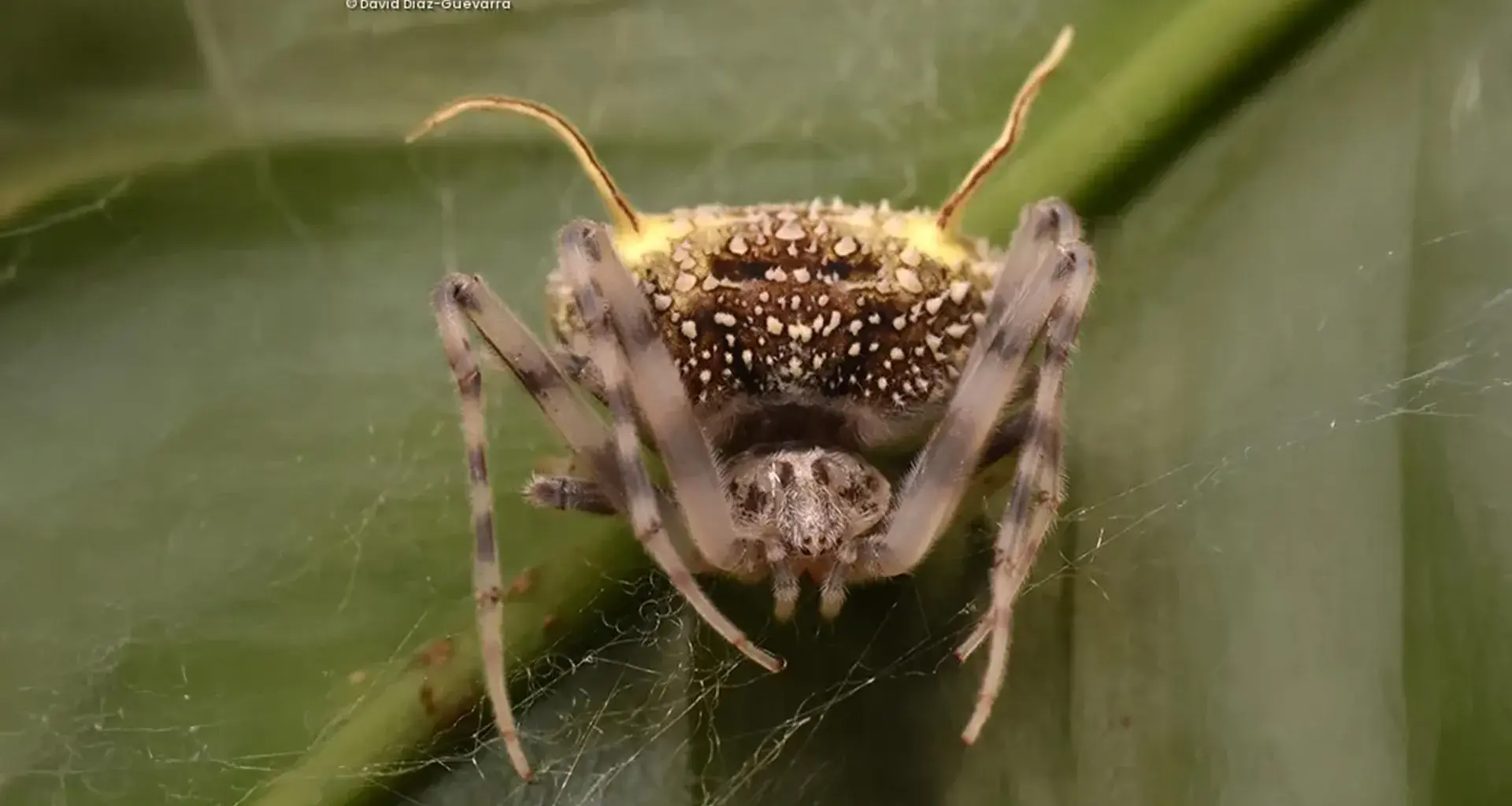 Scientists discover spider that disguises itself as a parasitic fungus