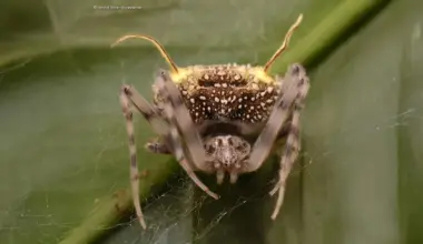 Scientists discover spider that disguises itself as a parasitic fungus