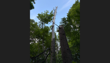 Dead tree in remote NC is full of rare bats, officials say