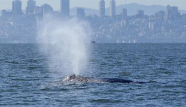 New cameras could help protect whales in San Francisco Bay : NPR