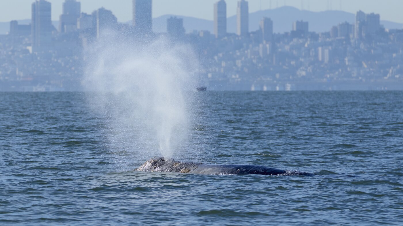 New cameras could help protect whales in San Francisco Bay : NPR