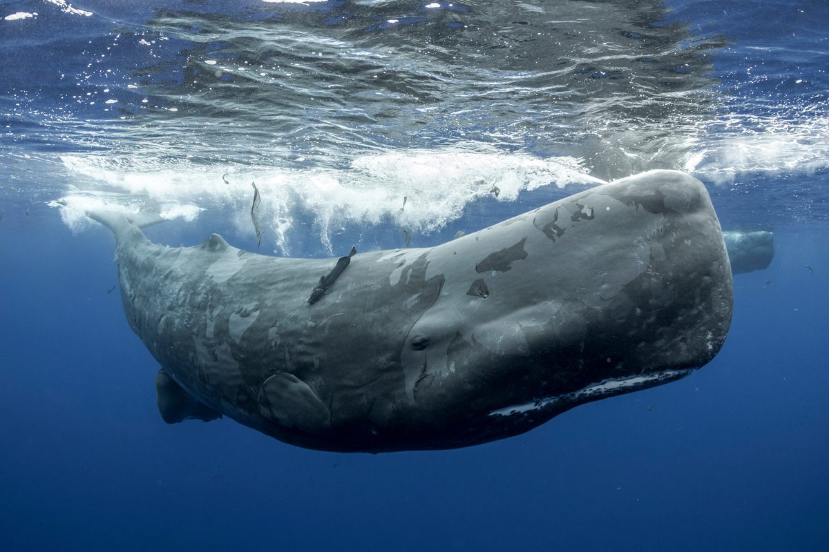 Sperm whales in the ocean. Underwater photography. Whale watching