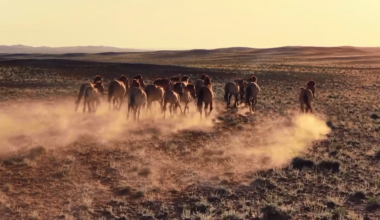 The return of the last wild horses to China's Kalamaili Nature Reserve - news.cgtn.com