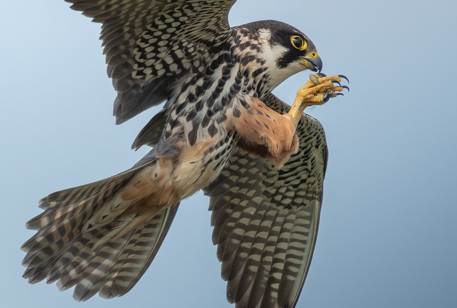 Peregrine falcon in mid-flight with wings spread, holding prey in its talons against a clear blue sky