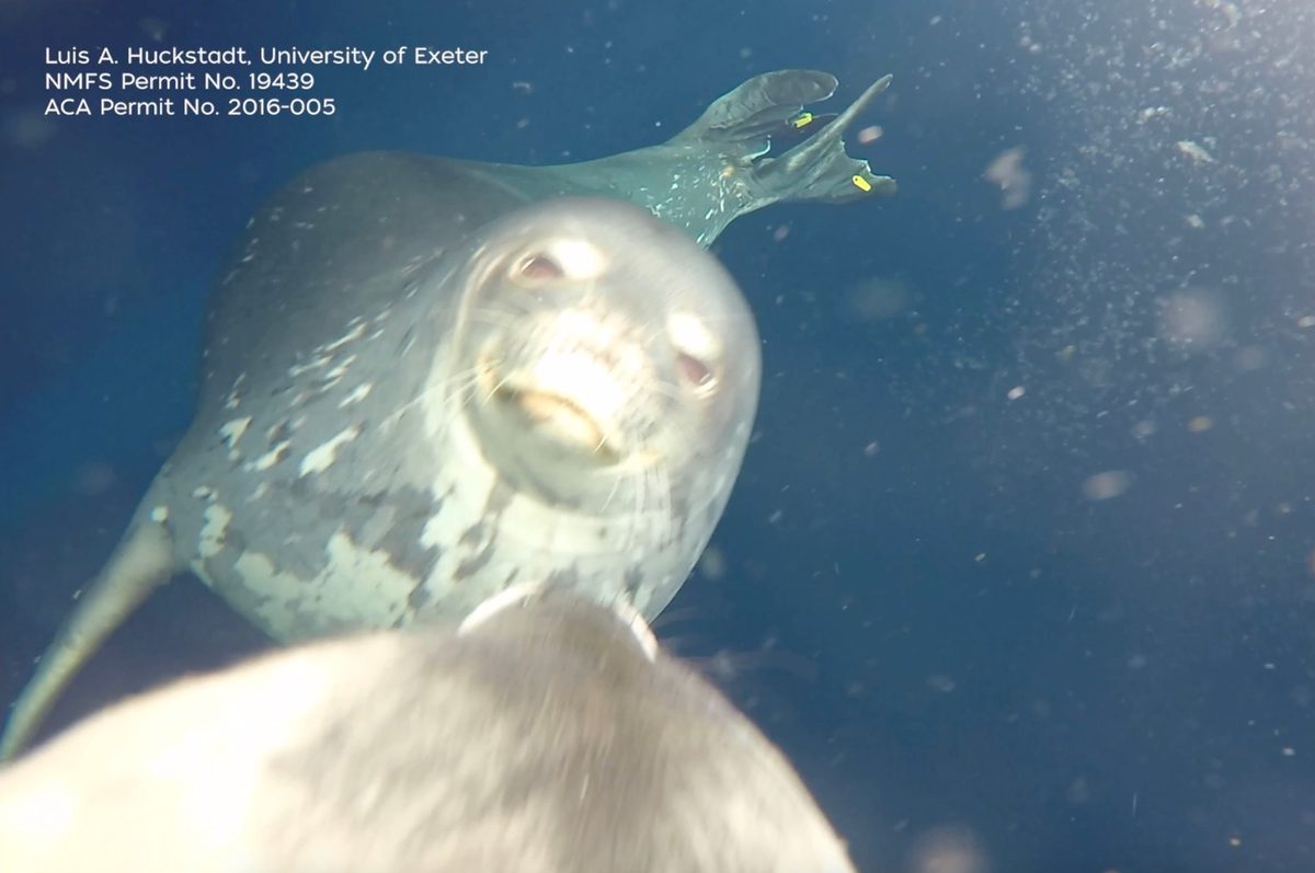 Weddell seals