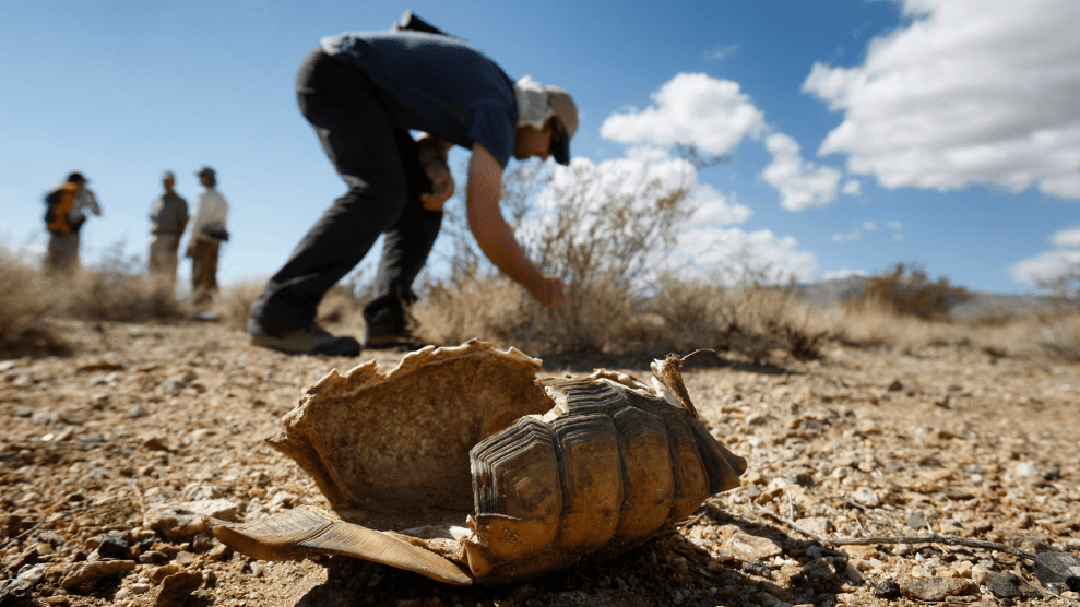 A dried out and empty tortous shell lies on the desert floor in front of a person who is crouched over by a shrub.