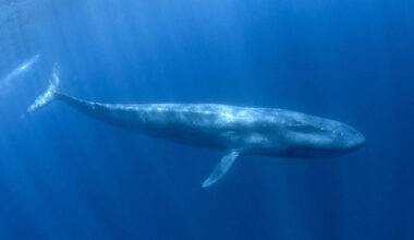 Undersea optical fibres detect the motion of silent whales – Physics World