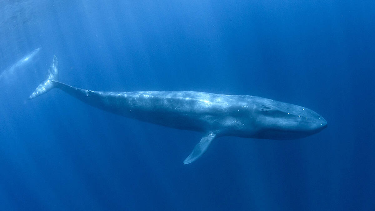 Undersea optical fibres detect the motion of silent whales – Physics World