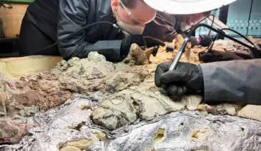 2,000 Volunteers Join a Painstaking Effort to Restore Massive Skeleton of Prehistoric Predator