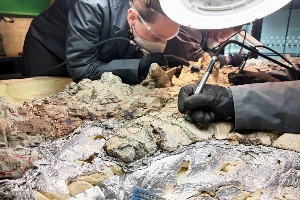2,000 Volunteers Join a Painstaking Effort to Restore Massive Skeleton of Prehistoric Predator