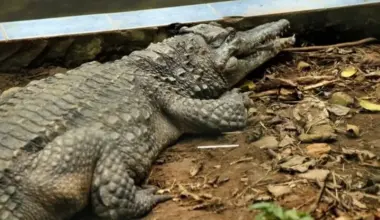 Israeli media says crocodile-filled moats could surround prisons holding Palestinians - World