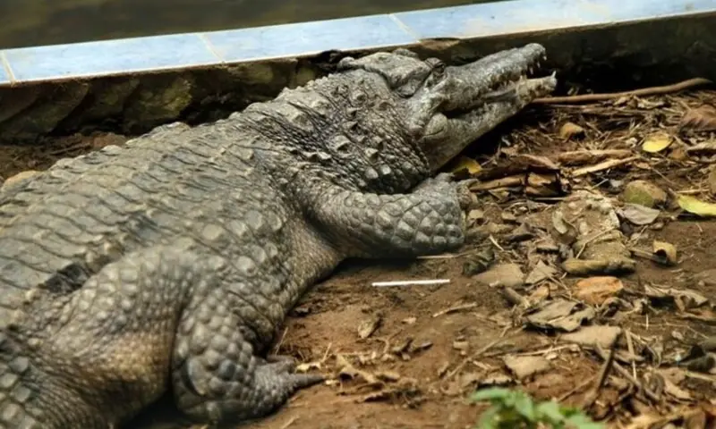 Israeli media says crocodile-filled moats could surround prisons holding Palestinians - World