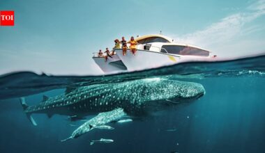 Whale Sharks In Qatar: Forget Doha’s skyline, nothing prepares travellers for what appears in Qatar’s waters… |