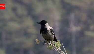 Vancouver's Crow Dive-Bombing Tradition: Map Your Attack Zones This Spring! | World News