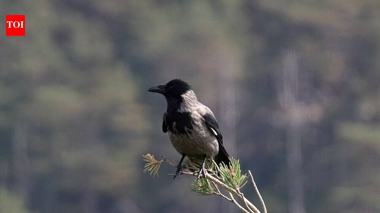 Vancouver's Crow Dive-Bombing Tradition: Map Your Attack Zones This Spring! | World News