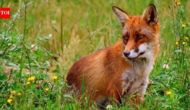 The Unintended Consequences of Introducing Red Foxes in Australia: A Historical Ecological Mistake |