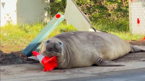 Neil the seal wreaks beautiful havoc in southern Tasmania – video