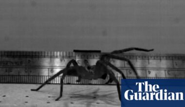 This huge hairy-legged Australian arachnid may be the fastest spider on the planet | Australia news