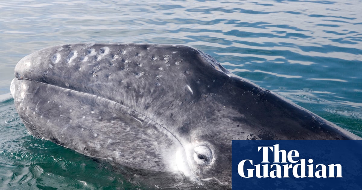 Pacific gray whales facing ‘catastrophic’ die-off as climate crisis hits food supply | Whales