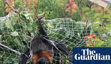 Death trap: what to do about the everyday items catching and killing Australian wildlife | Wildlife