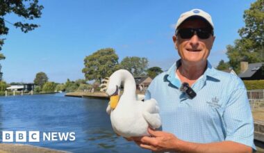 'Why fantastic swan count in Surrey was a must see on UK trip' - BBC
