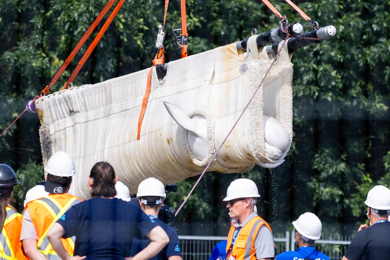 People in hard hats and safety vests near a white whale suspended in the air in a hammock-like structure, with holes for its flippers.