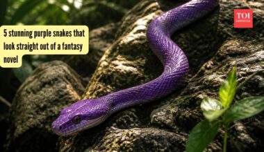 5 stunning purple snakes that look straight out of a fantasy novel