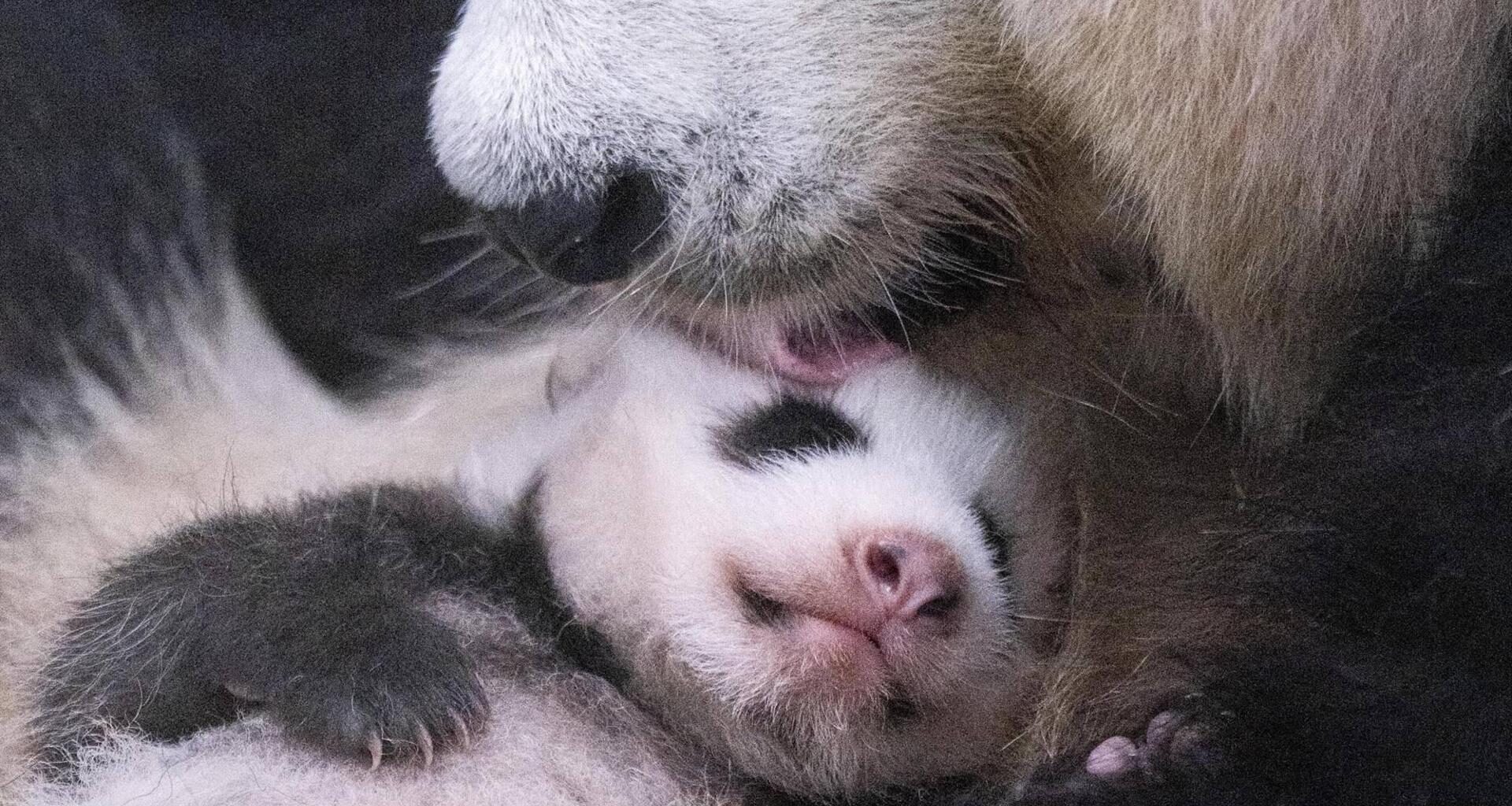 A baby giant panda at Everland opens both eyes and begins crawling as it reaches 50 days, Thursday. Courtesy of Everland