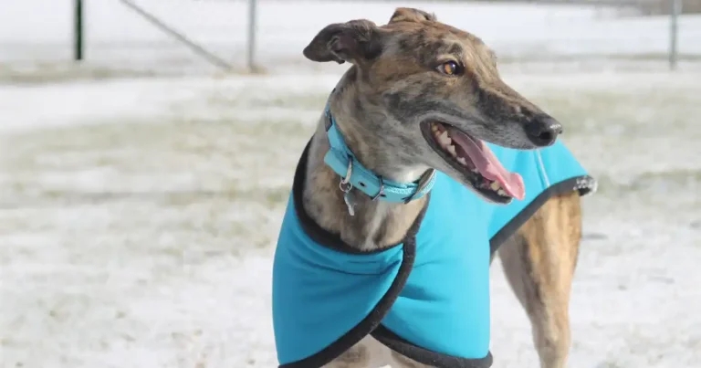 ‘Welfare washing’ jibe as greyhound racing centenary marked